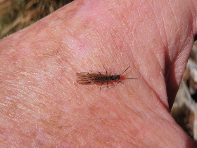 Small Stonefly Rests on Photographer's Hand