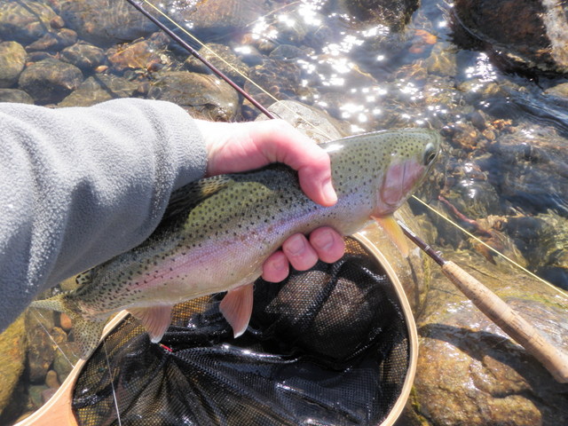 A Fine Rainbow Landed Wednesday Morning