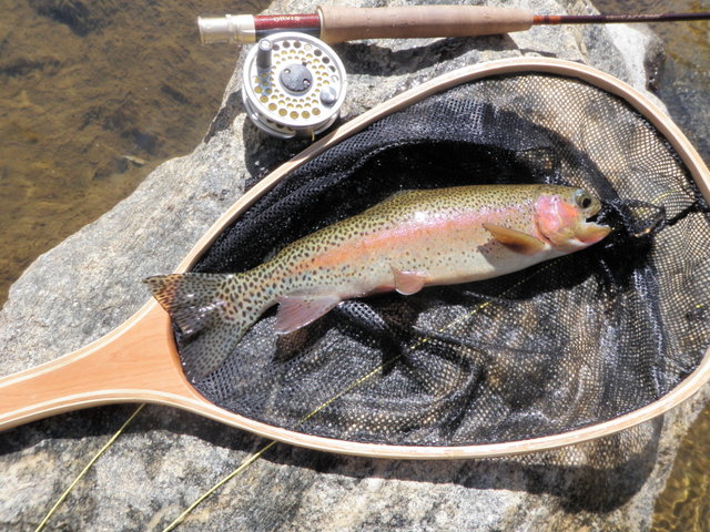 Beautiful Colors on This Big T Rainbow