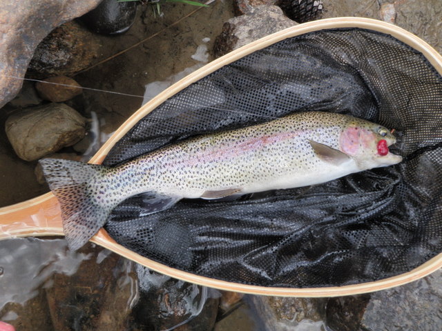 Nice Afternoon Rainbow Had Red Growth in Mouth