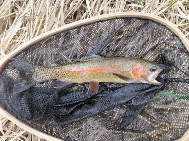 Small Rainbow Typical of Monday Catch