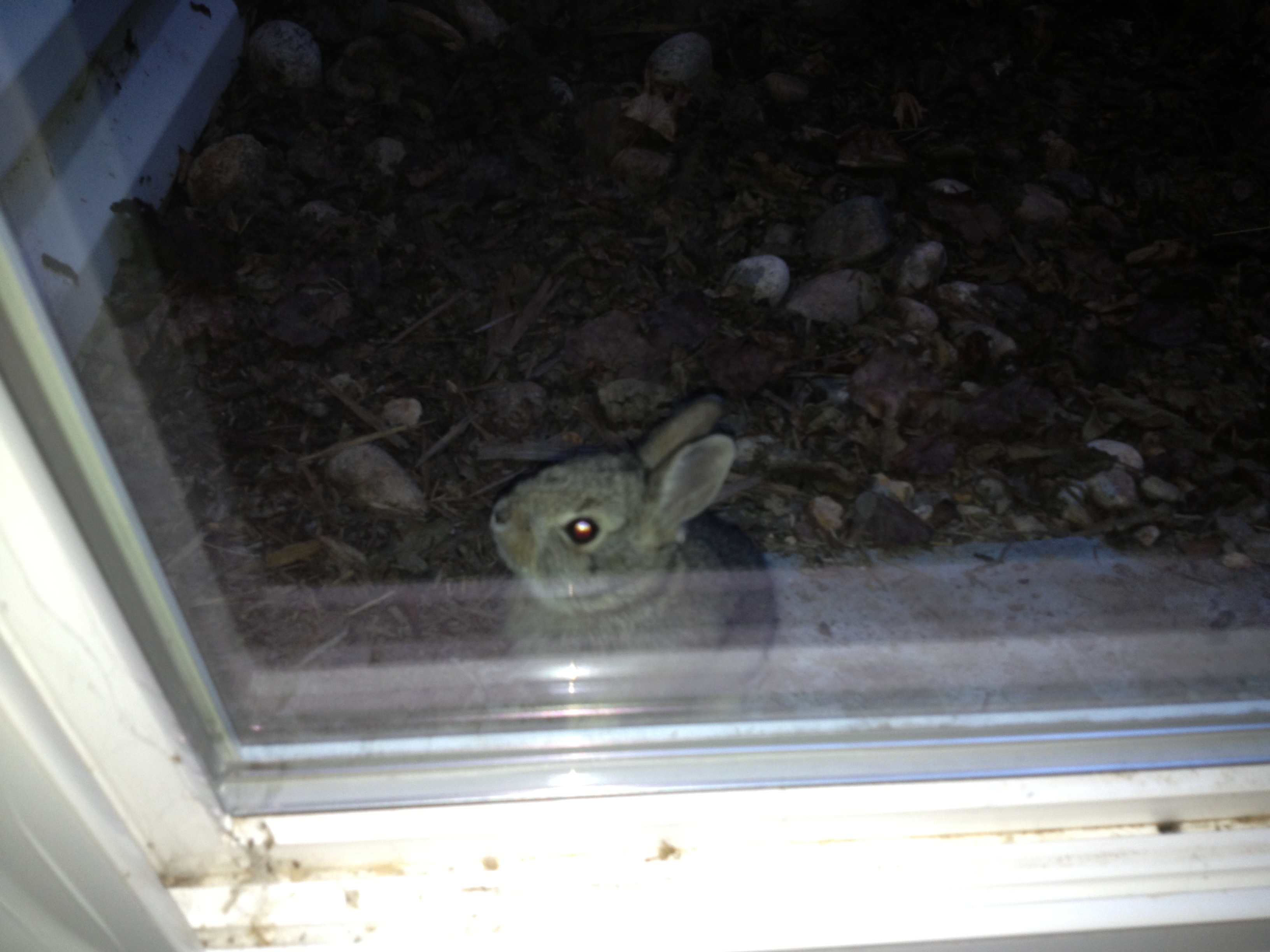 Bunny Trapped in Window Well