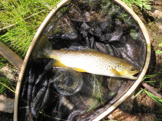 Fairly Typical Brown from Bear Creek