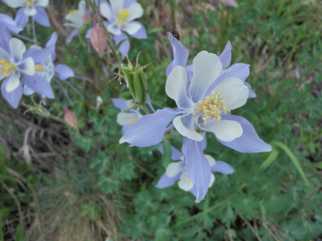Close Up of Individual Blossom