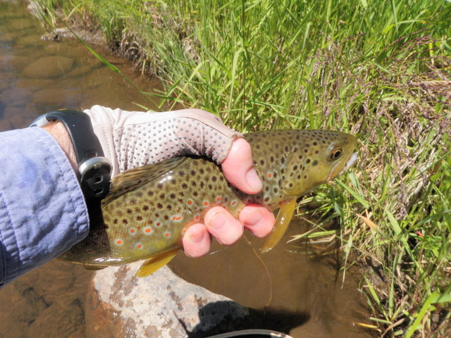 First Trout of the Day, 13" Brown