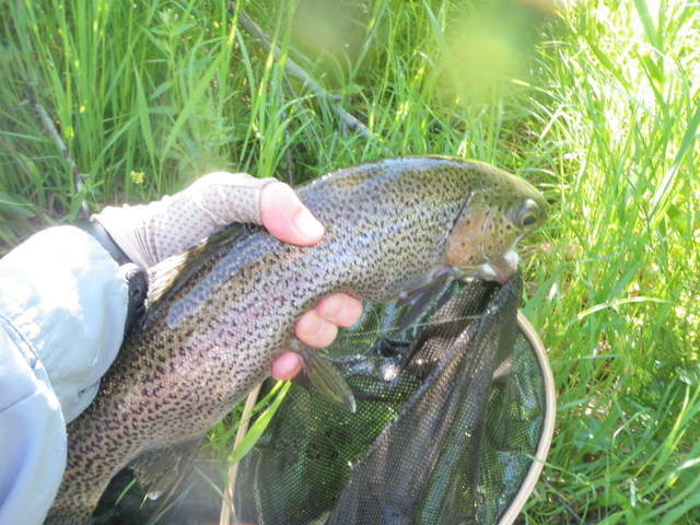 Pretty Rainbow Caught in the Morning on Chernobyl Ant