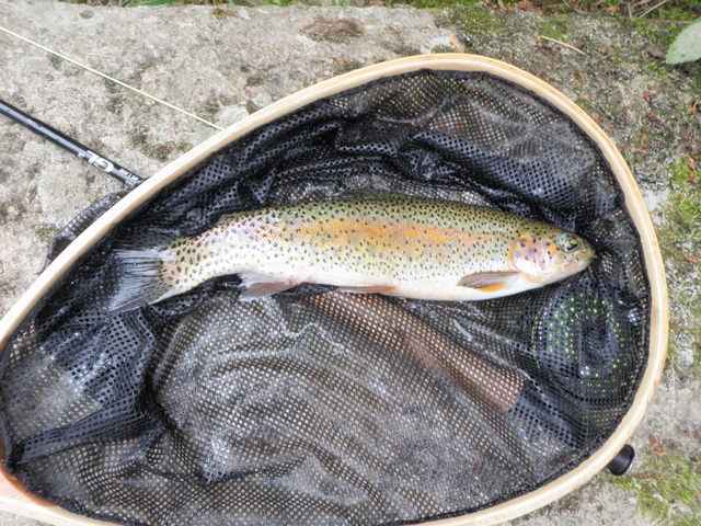 12 Inch Rainbow from South Boulder Creek
