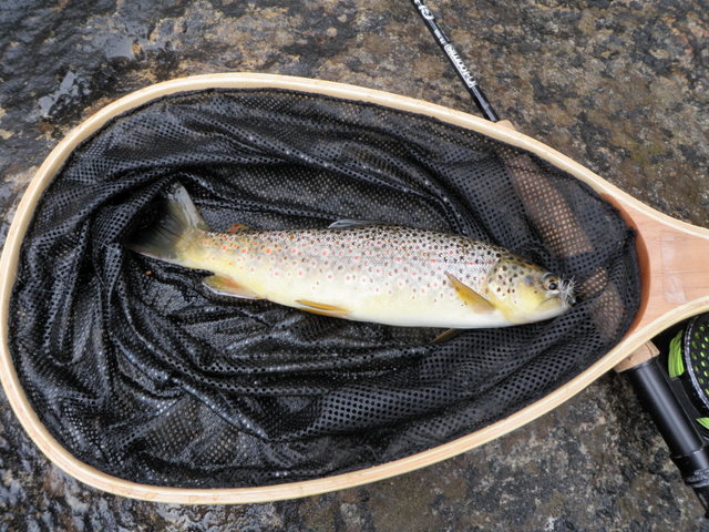 Early Brown Landed on Green Drake on Thursday