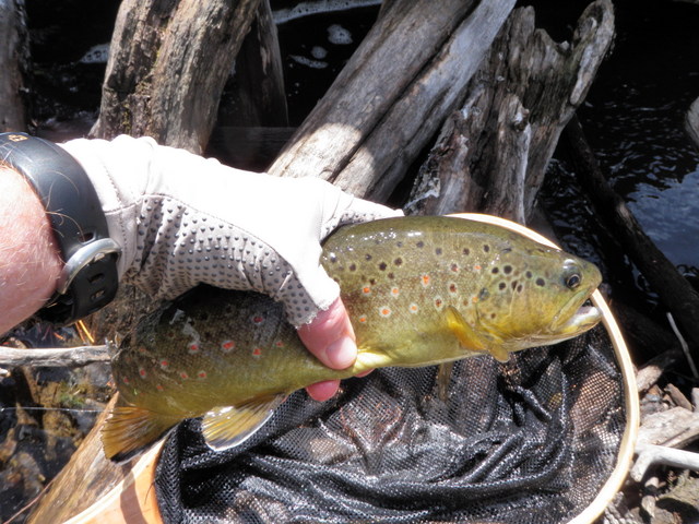 14 Inch Brown Fooled by Parachute Green Drake