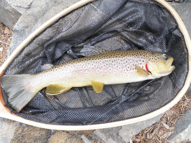Nice Brown Took Salvation Nymph in Very Shallow Lie