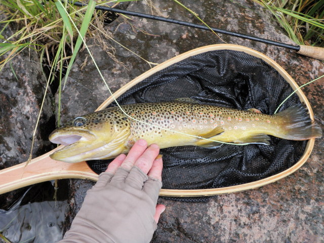 17" Brown Was Highlight of Thursday