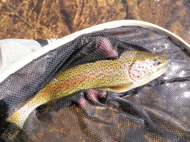 Another Nice Rainbow Fooled by Chernobyl on Friday