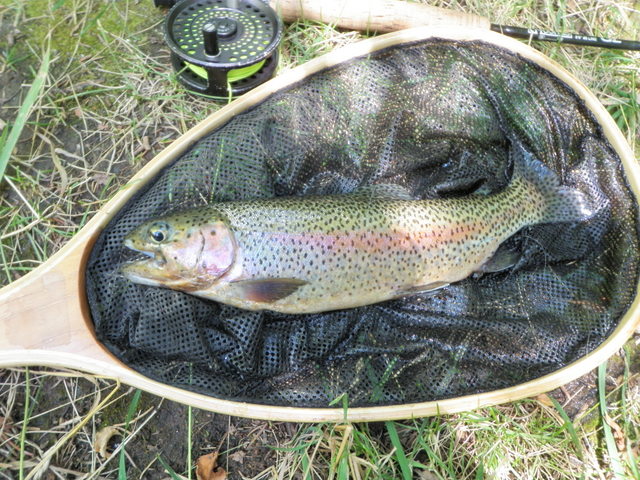 Nice Rainbow Landed from Upper Frying Pan Pool on Friday