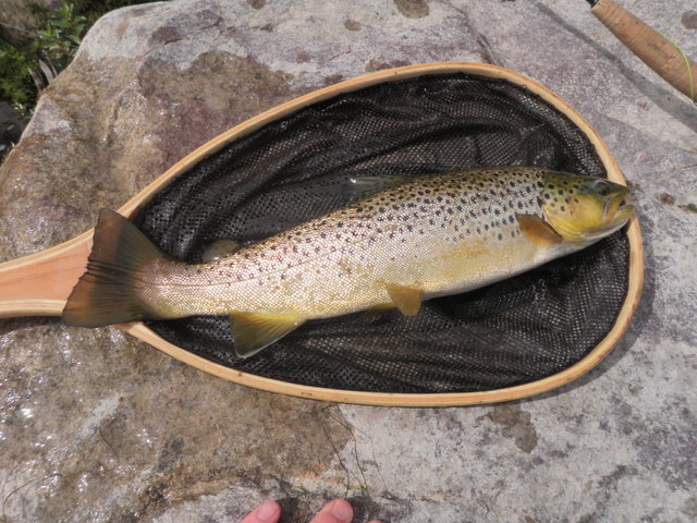 16-17" Brown Was Prize Catch on Sunday