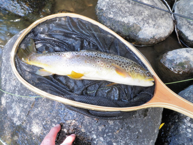 A Nice Brown Landed on Taylor River Saturday
