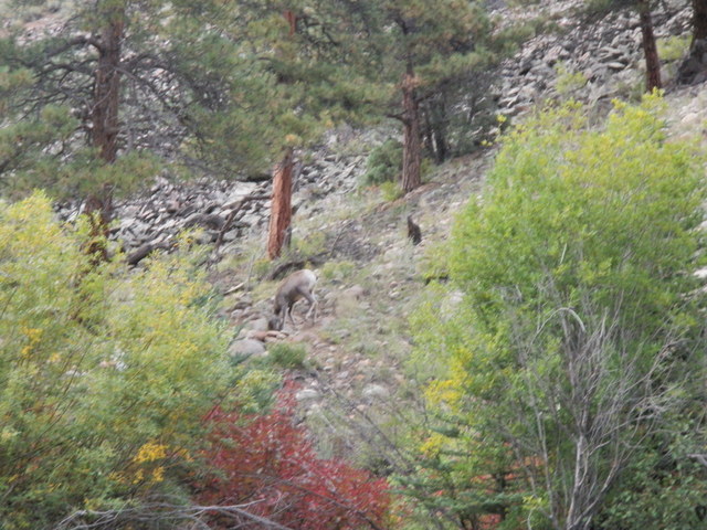 Bighorn by the River