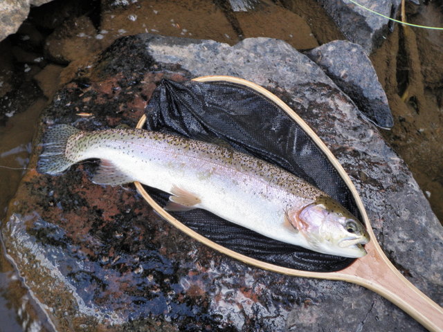 A Green Drake Fooled this 19 Inch Rainbow