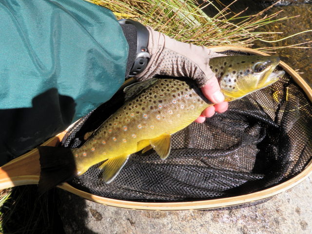 Another Buttery Brown