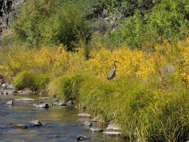 A Heron Allong the Riverbank