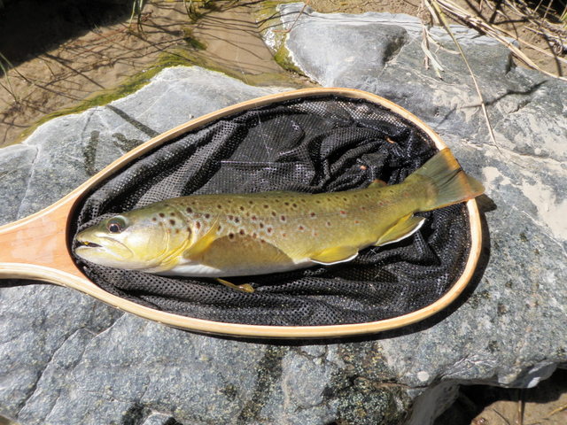 Afternoon Brown Just Over 15"