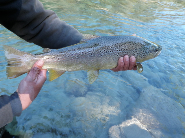 A Nice Fat Brown