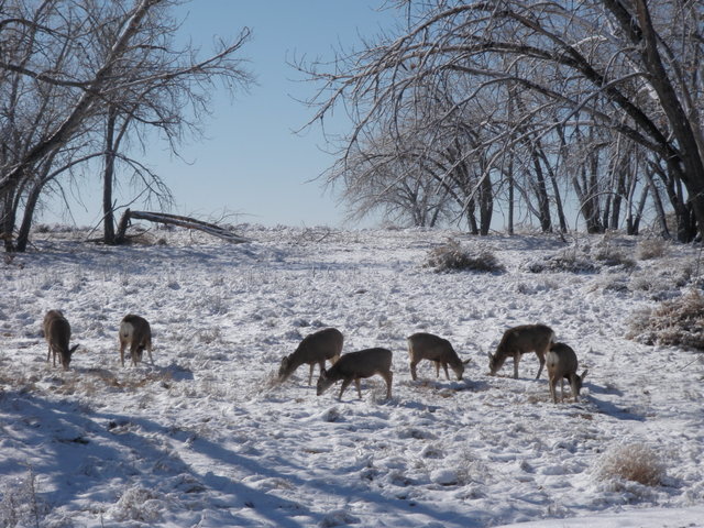 A Herd of Deer