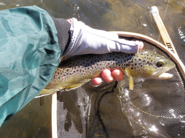 First Fish Landed in 2014, a Skinny 12" Brown