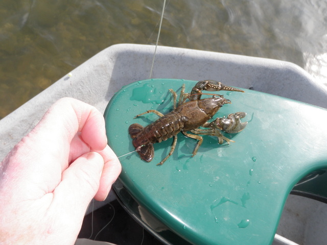 A Crayfish I Landed on a Midge