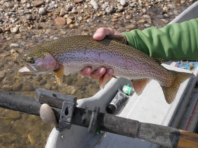 A Nice 17 Inch Rainbow Landed by Dave