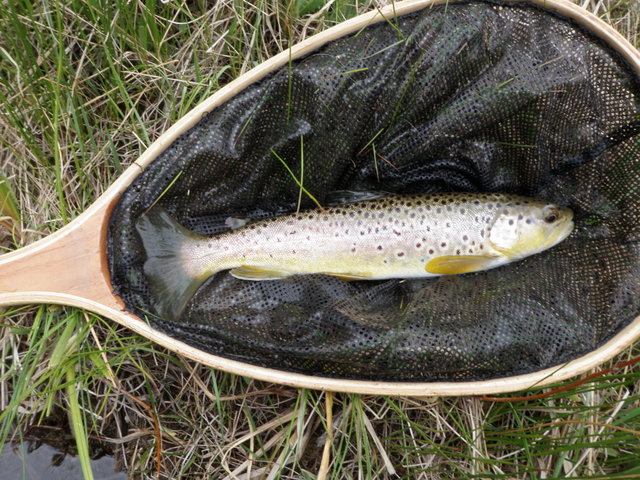 One of the Nicer Brown Trout