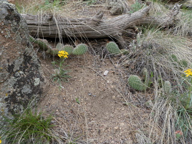 Wildflowers and Cactus