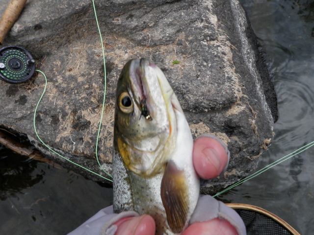 Surprised by Cutthroat That Fell for the Salvation Nymph