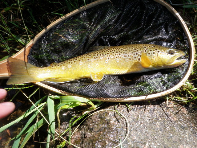 16 Inch Brown from Eagle River