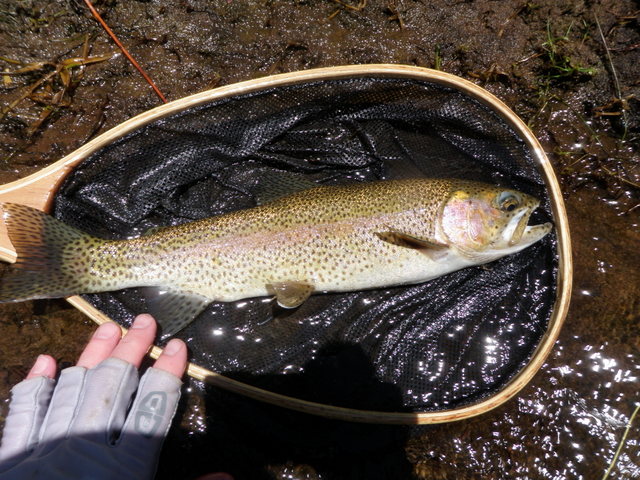 16 Inch Rainbow from Long Pool on Eagle River