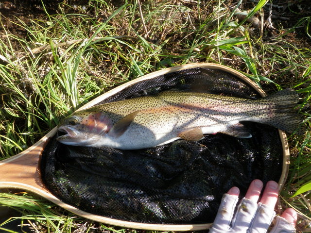 Impressive 15 Inch Rainbow from Eagle River
