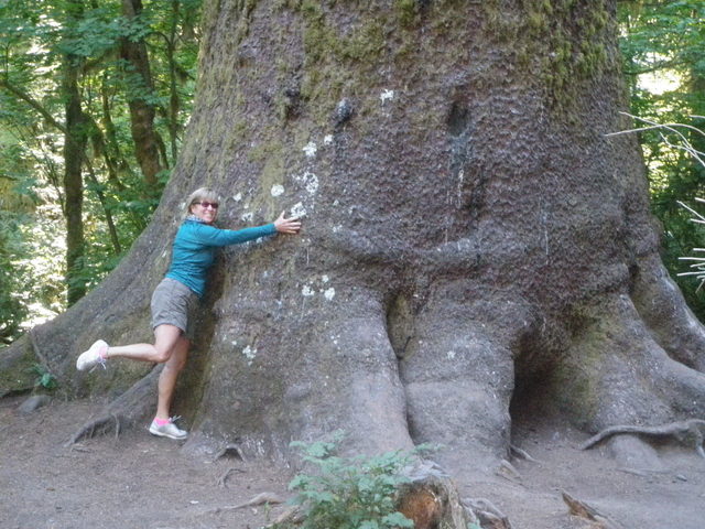 Huge Sitka Spruce Tree