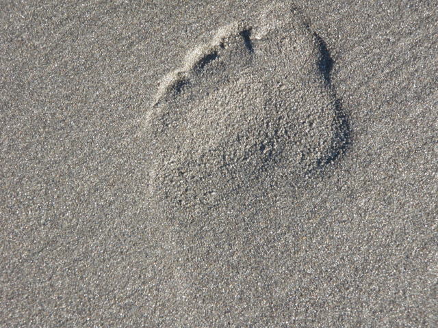 Jane's Footprint
