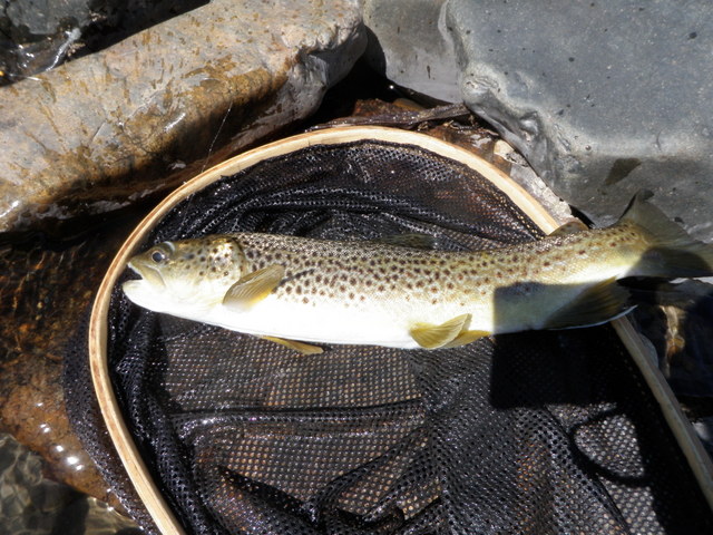 A Very Nice Wild Brown Trout