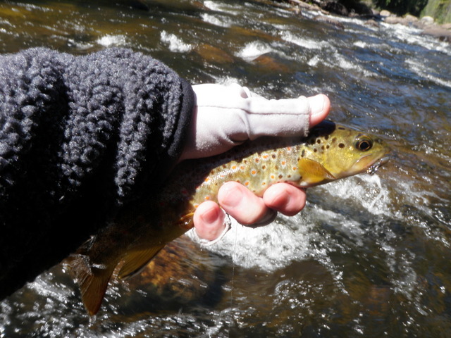 Small Brown from Upper Frying Pan Took a Prince Nymph