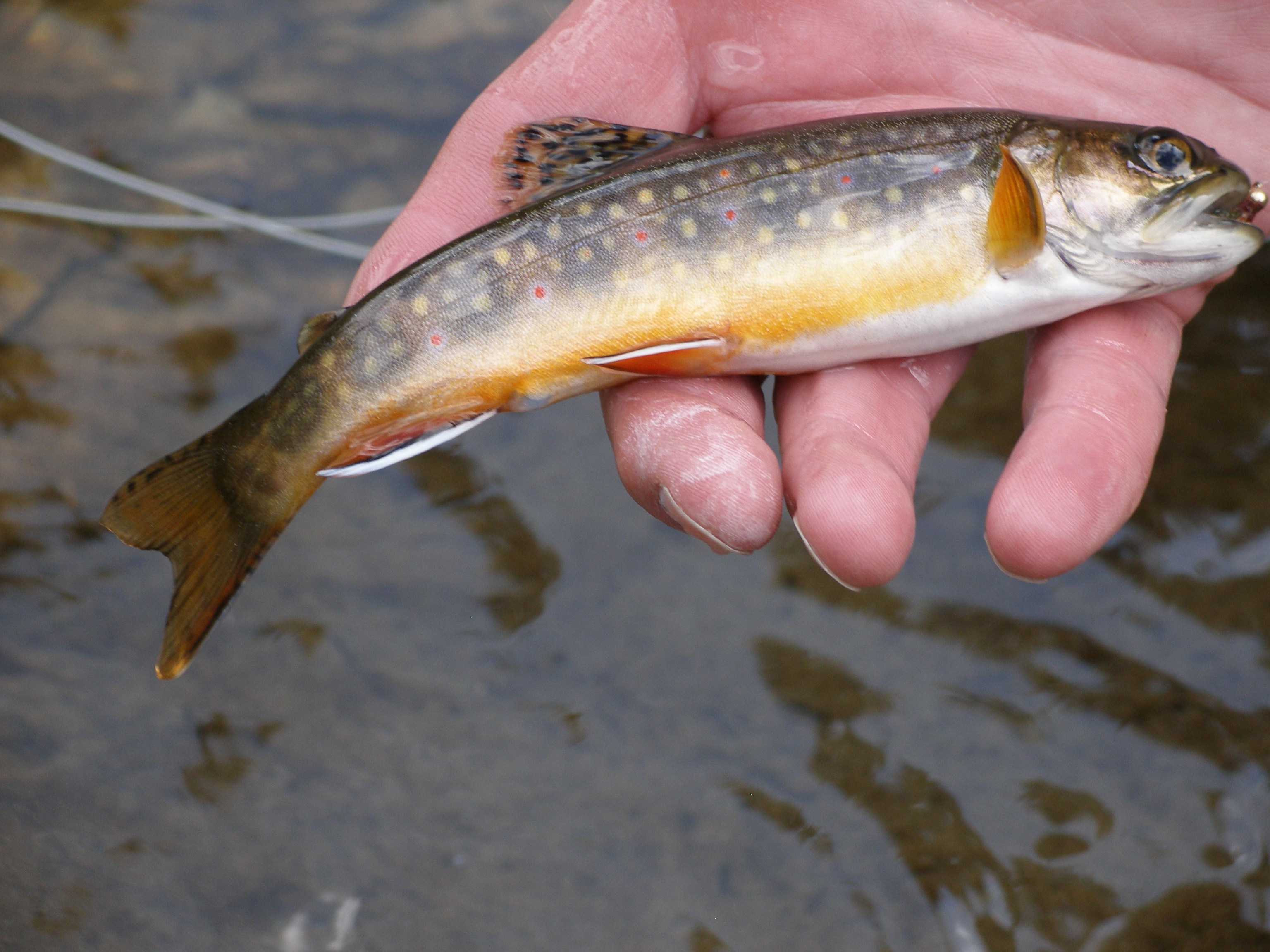 Colorful Brook Trout