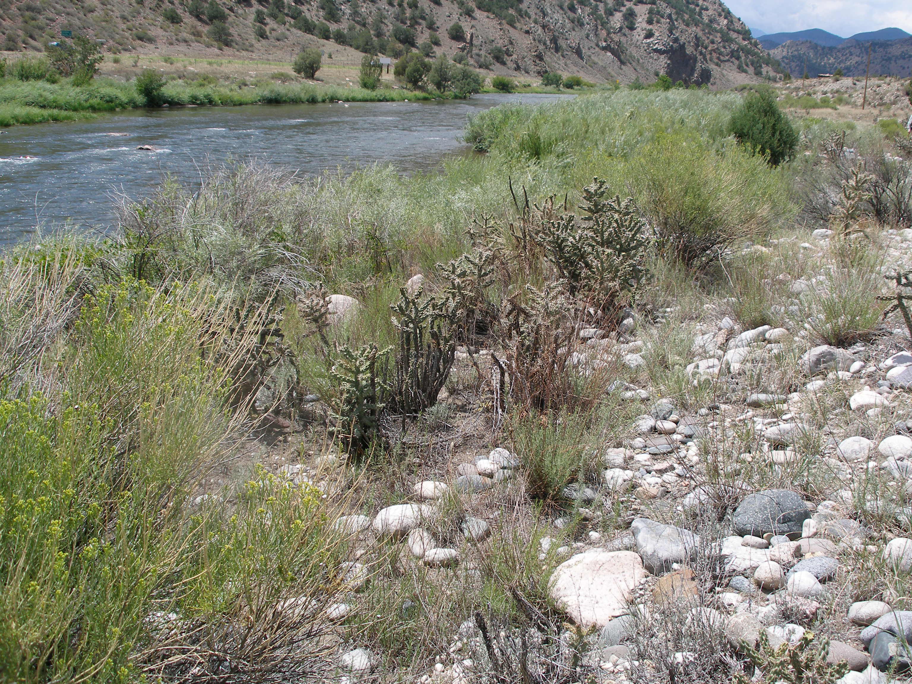 View Upstream from Texas Creek