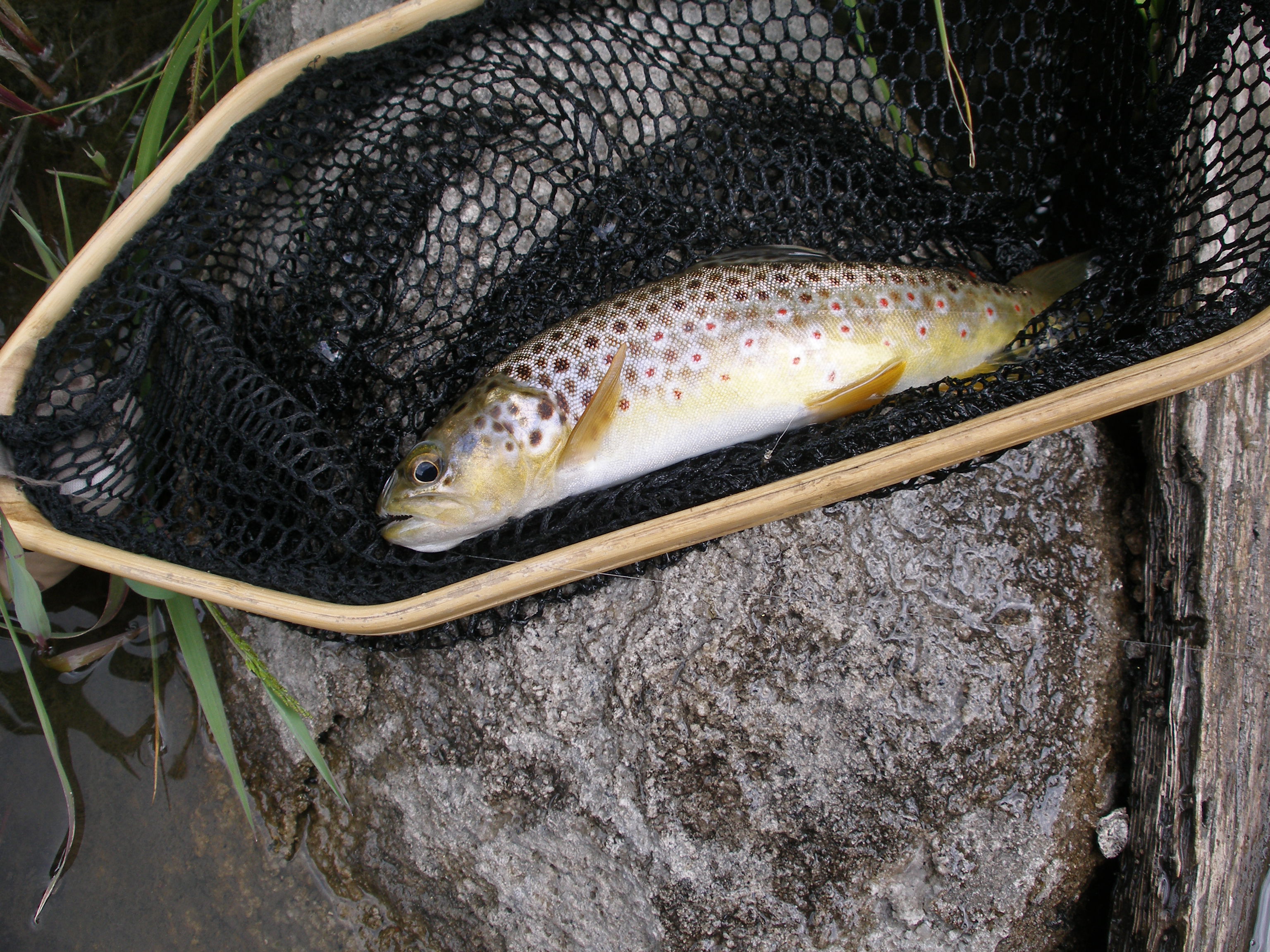 A Brown Trout from Jemez