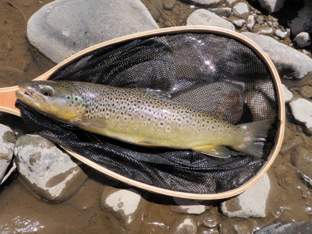 6 Inch Brown Took Size 22 BWO