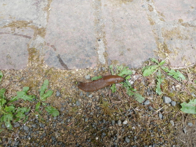 A Slug Near the Start of Our Hike in the Quinault Rainforest