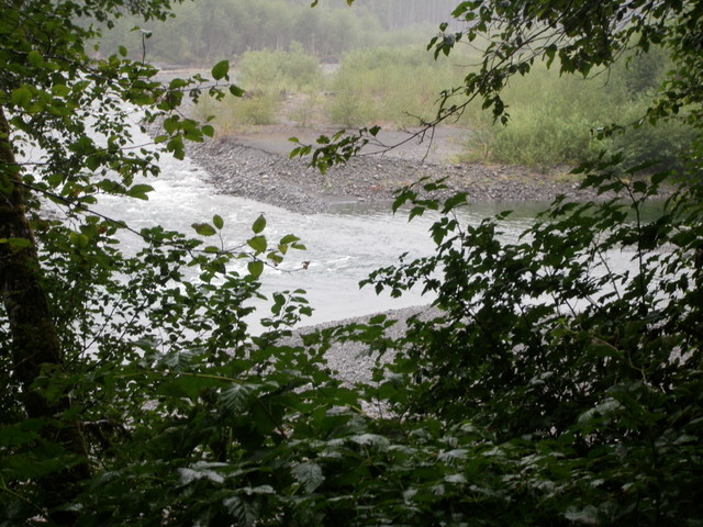 Confluence of East and North Branches of Quinault River