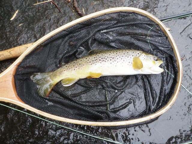 A Nice Afternoon Brown Trout