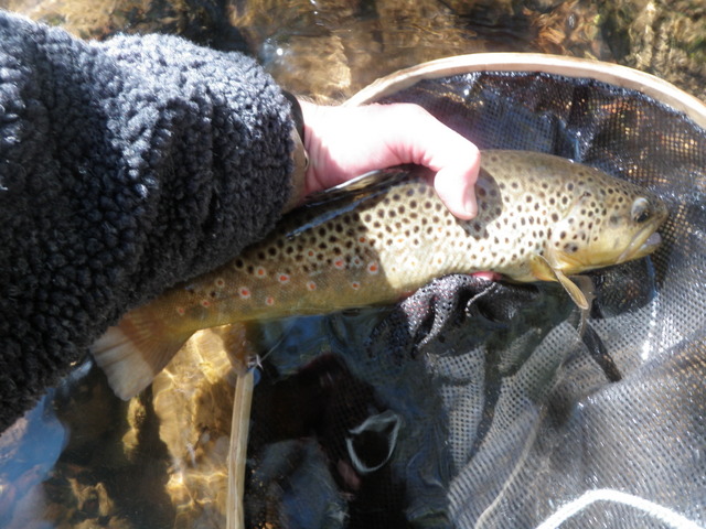 Same Fat Brown Held Over the Net