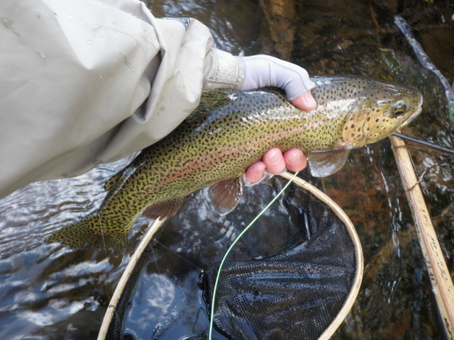 Another Gorgeous Rainbow from the Frying Pan River