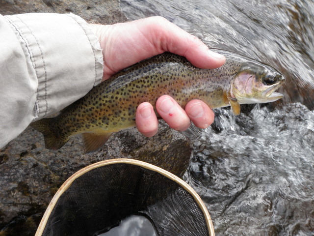 A Feisty Rainbow from the North Fork