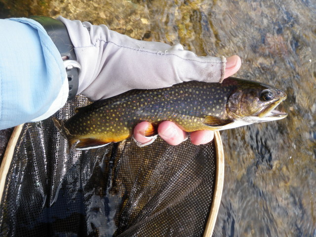 Another Deeply Colored Brook Trout
